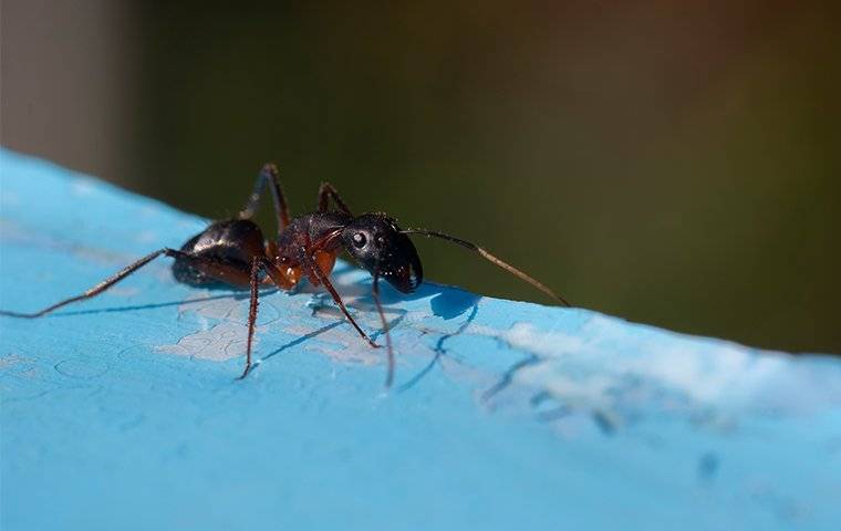 a big ant in haverford pa