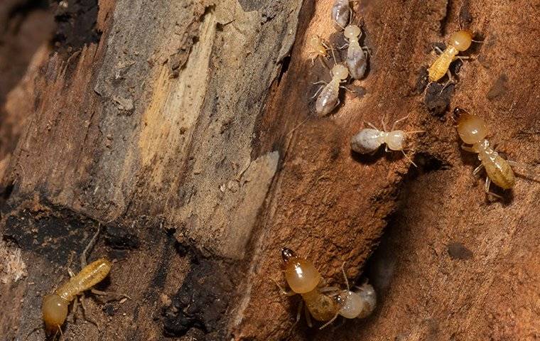 termites in haverford pa