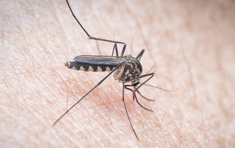 a mosquito feeding on a person