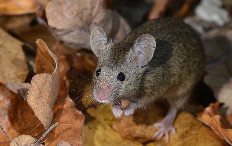 a rodent on some dead leaves