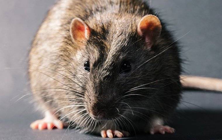 norway rat in home