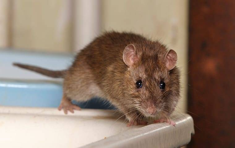 a rat on a bathroom sink
