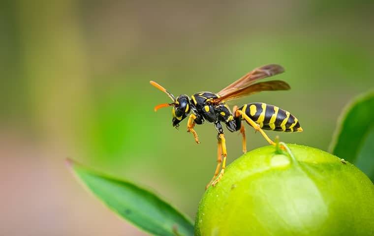 a stinging insect in a wayne backyard