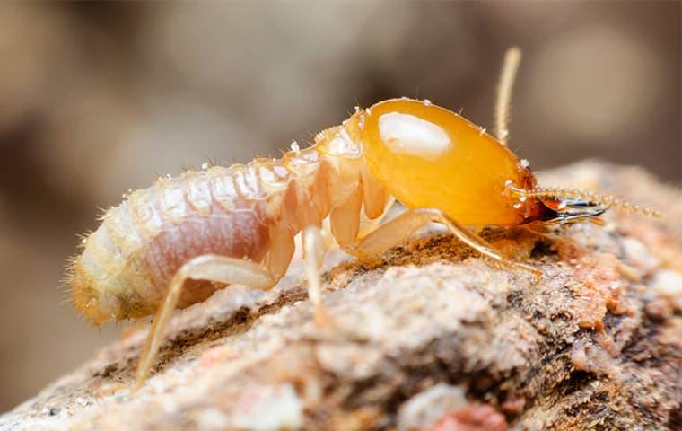termite on wood