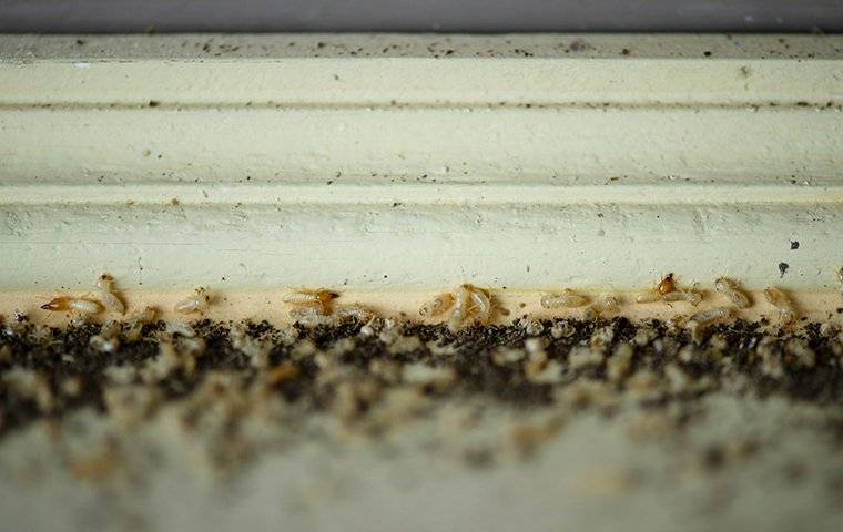 termite infestation