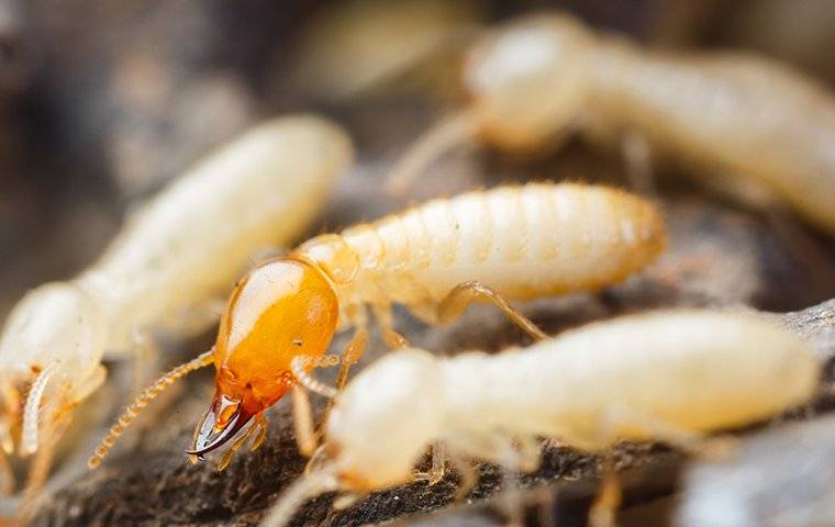 many termites destroying wood