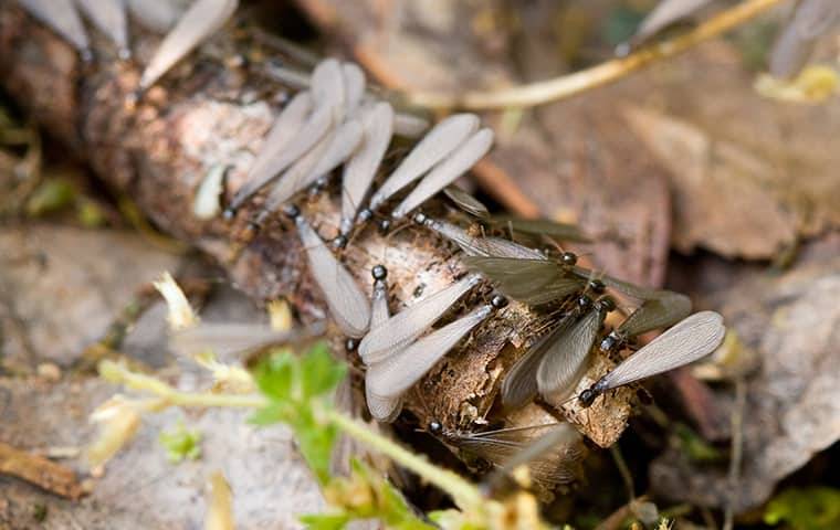 termite swarmers in a front yard