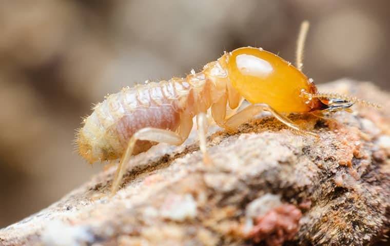 termites eating a berwyn wooden structure