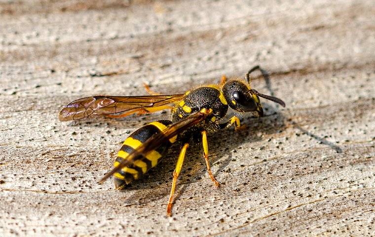 up close image of a wasp landing on a wooden table