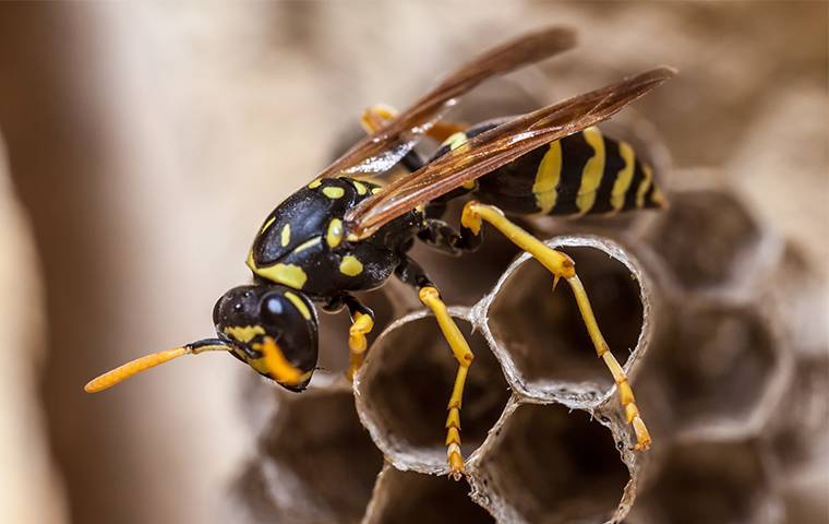 a wasp on its nest