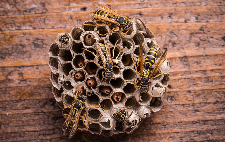 several wasps on a nest