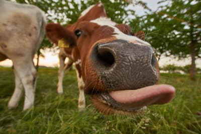 silly cow