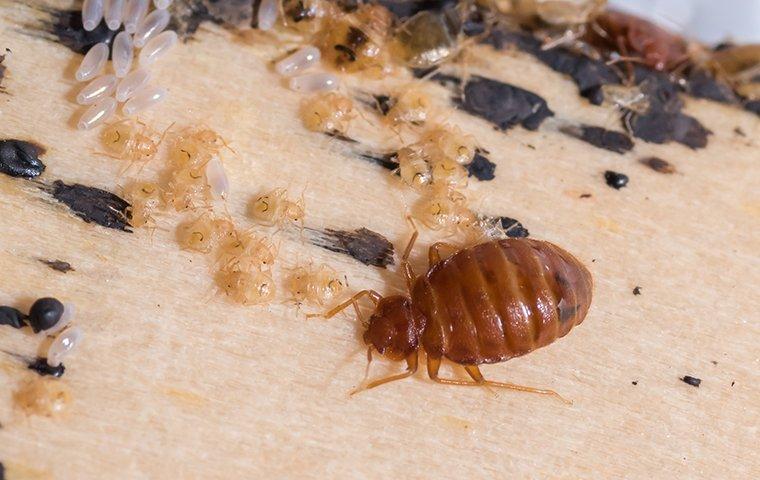 a bed bug and larvae on a box spring