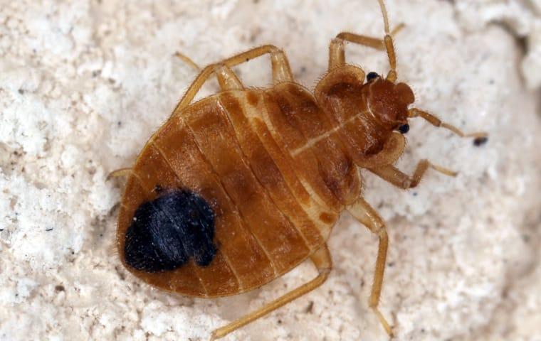 a bed bug crawling on a mattress