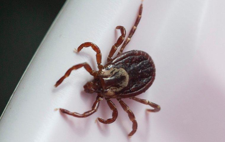 a tick crawling inside a home