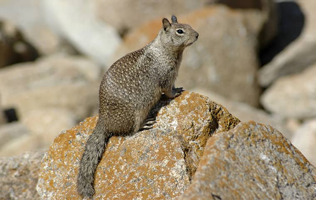 a ground squirrel outside a home