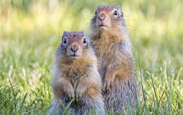 a family of ground squirrels on a montery california property