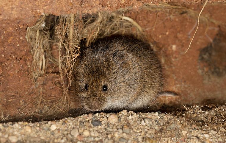 meadow vole in a whole