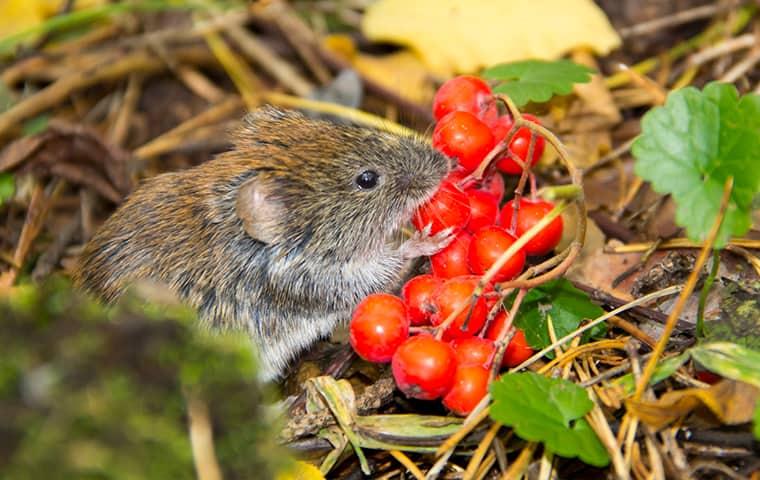 a small but very destructive medow vole chewing on cherry tomatoes in a vegetable garden on a california property