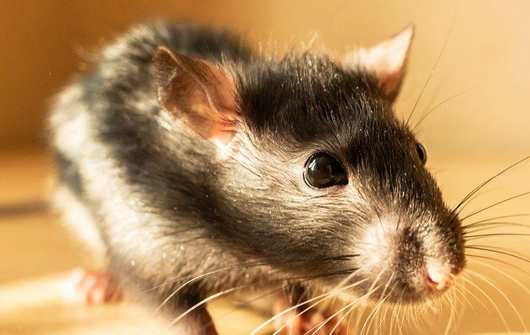 norway rat crawling inside home