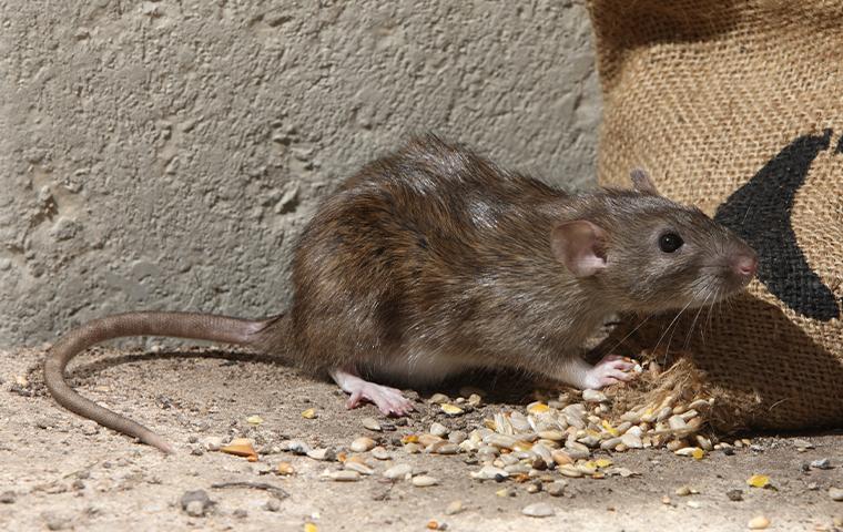 rat eating bird seed