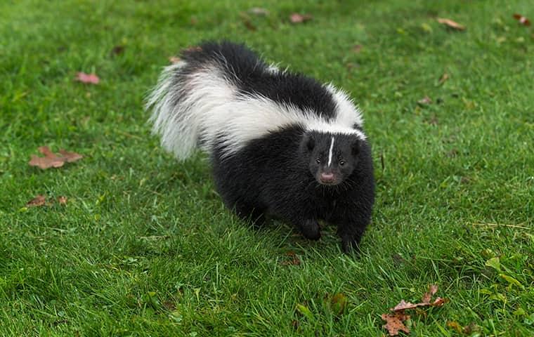 nuiance wildlife skunk infestation in a yard