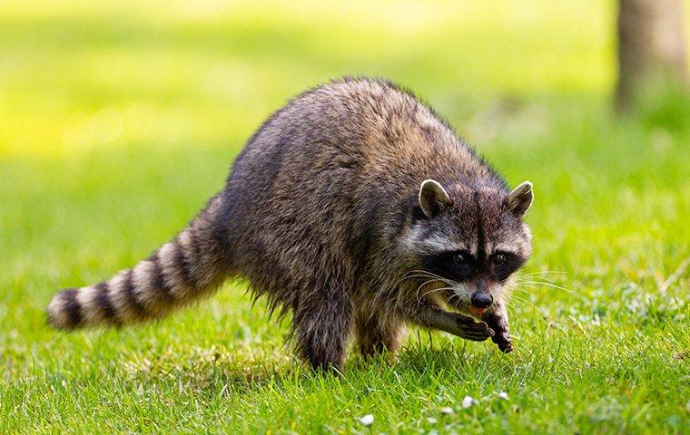 raccoon walking across lawn