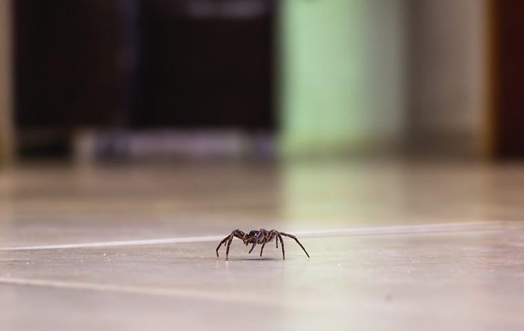 spider on floor in california home