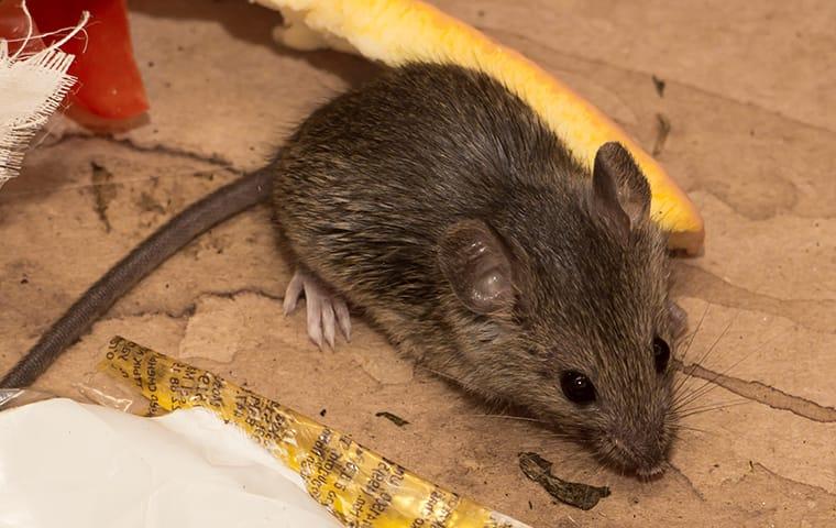 Learn More About Our Rodent Control Services a house mouse crawling inside a home in concord california