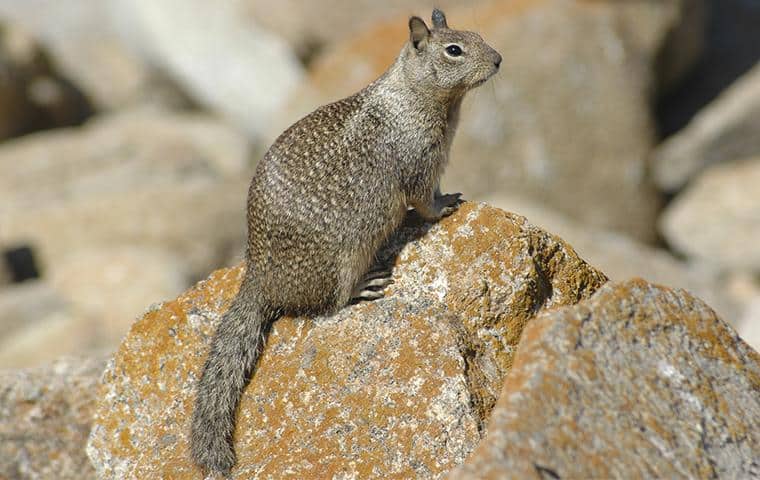 Learn More About Ground Squirrels ground squirrel sitting on a rock