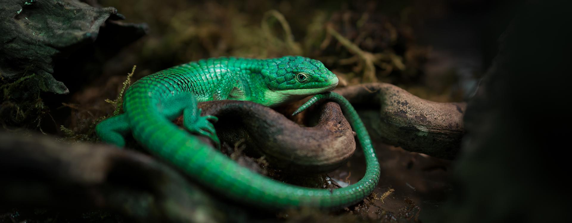 Reptile Control Services In San Francisco Bay Area