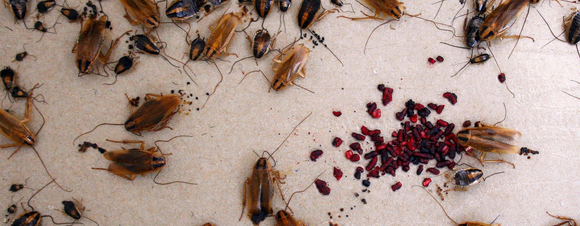Cockroach Control Services In The San Francisco Bay Area