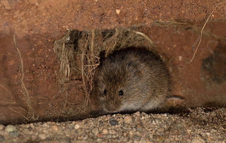 meadow vole in a home in san jose