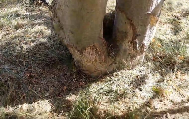 Stop Meadow Vole Damage With Help From Smith's japanese maple tree in palo alto damaged by meadow voles