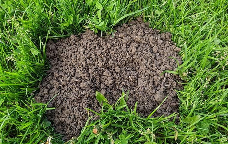Signs Of A Mole Infestation Include Damage mole damage in san jose lawn