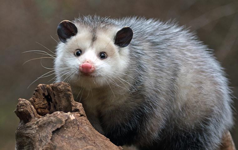 opossum on a log