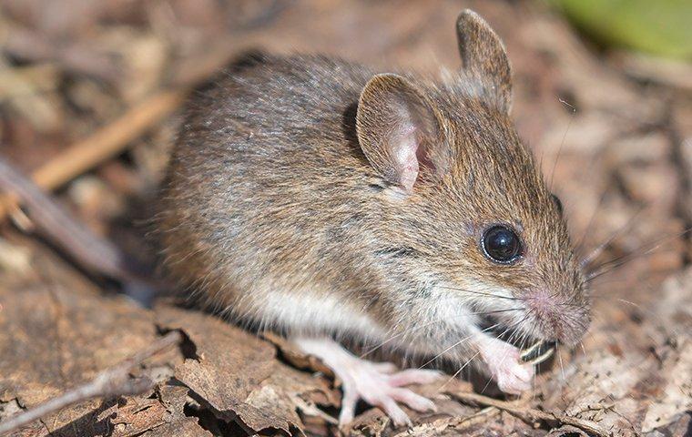 Effective Rodent Control In Pleasanton, CA a house mouse crawling outside a home in pleasanton california