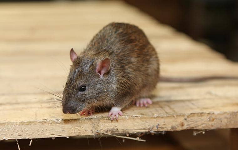 rat on a wooden table