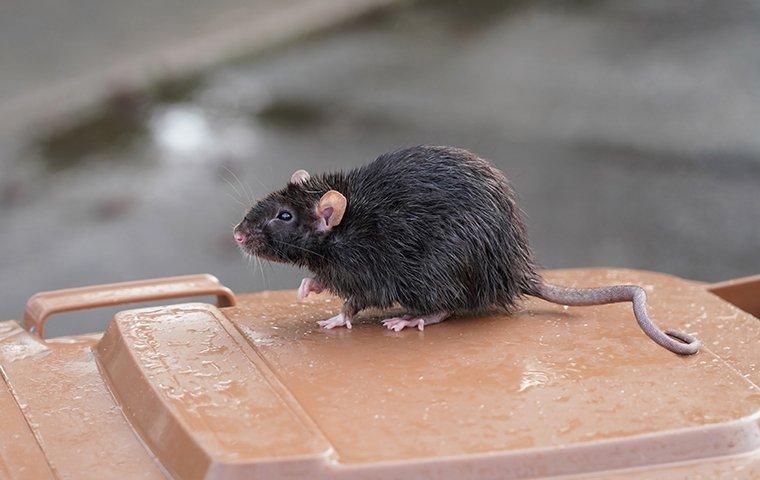 a rat on a trash can
