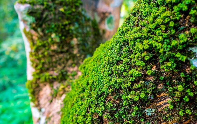 a large tree branch covered in moss