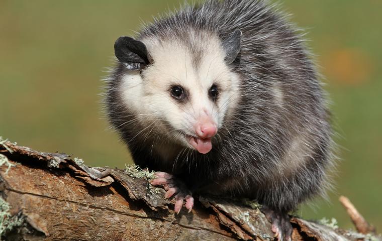 Learn More About Smith's Opossum Control opossum on a branch