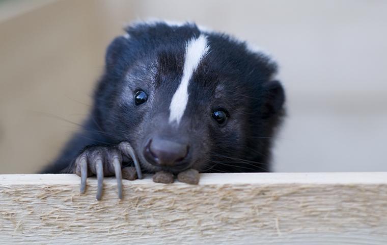 Learn About Our Skunk Control Options Today skunk resting head on wood