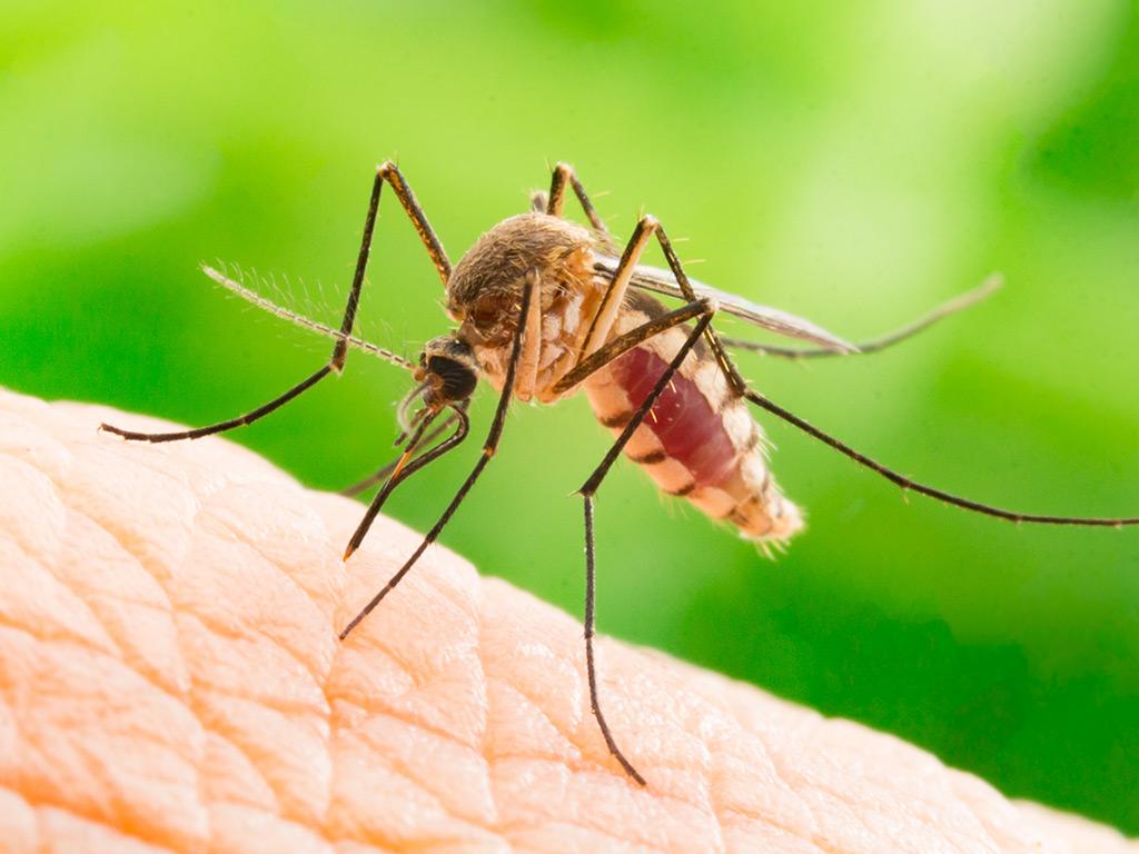 mosquito biting