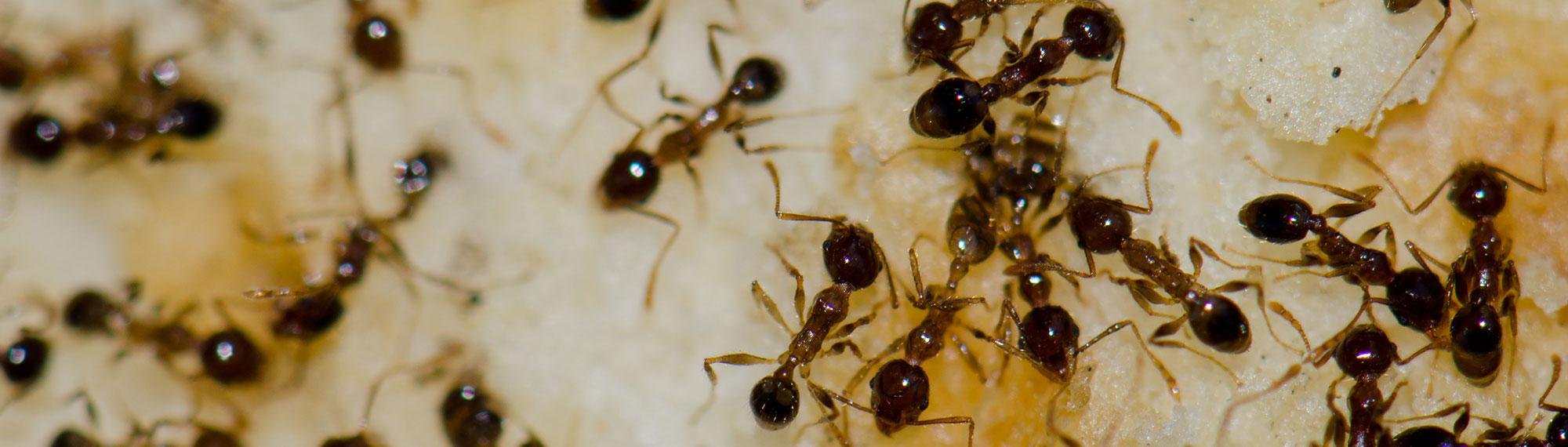 argentine ants searching for food