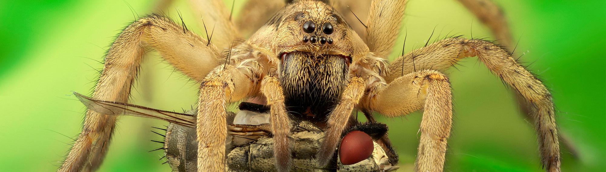 wolf spider eating prey