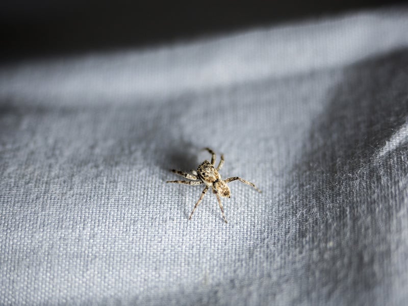 spider on fabric