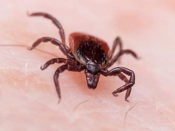 blacklegged deer tick