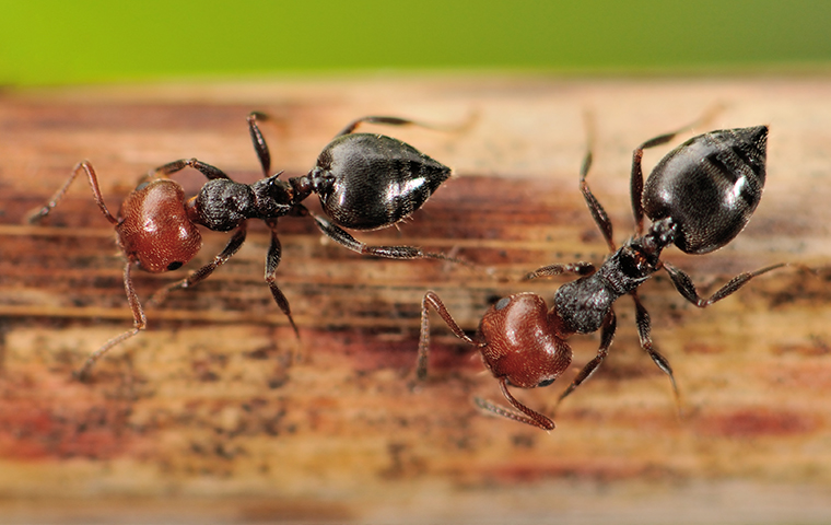 Ant Colonies Invade Your Property In Large Numbers a group of acrobat ants crawling on wood inside a marine city michigan home