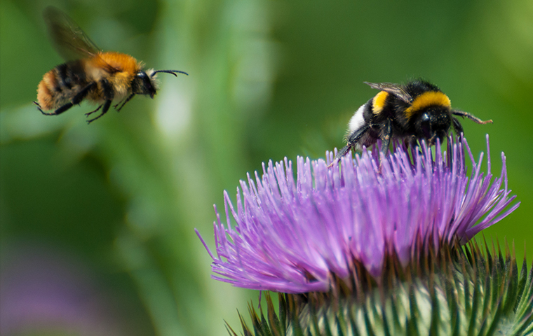 Bumblebees Don't Die When They Sting bumblebees floating around flowers outside in capac michigan