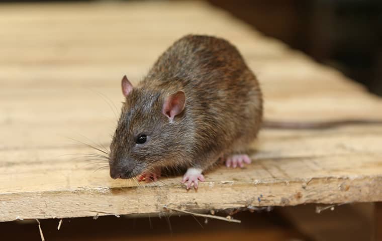 Pests Like Rodents Find Many Ways To Invade Your Home a rat crawling on a table inside a residential basement in port huron michigan